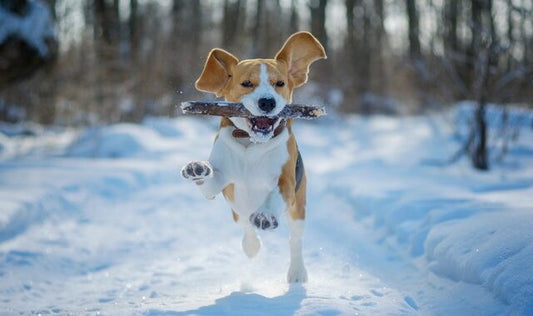 Santé des articulations canines et temps froid | Votre chien a-t-il besoin d'une aide à la mobilité en hiver ?