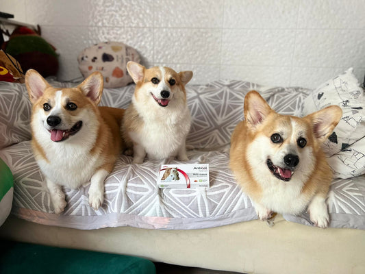 5 façons de rendre votre maison adaptée aux chiens âgés