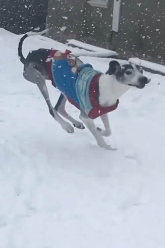 Que faites-vous lorsque votre chien doit être soulevé partout après une opération ?