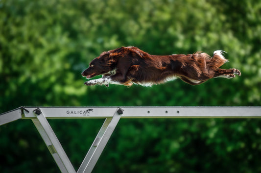 4 façons de soutenir des articulations saines chez les athlètes canins | Sports canins