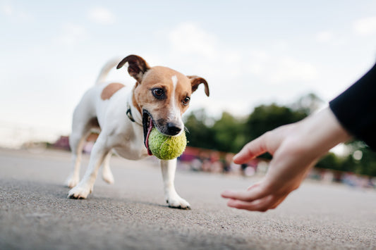 Ça n’a rien d’étonnant. C’est épatant. ou « Pourquoi nous, les chiens, nous comportons comme nous le faisons. »