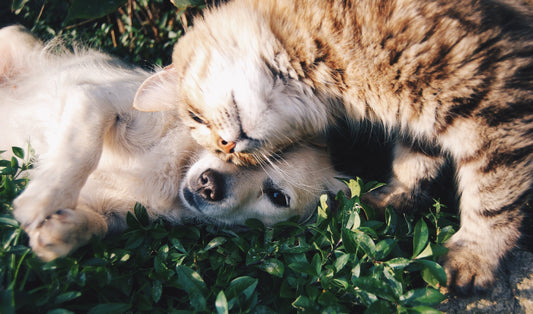 Guide de gestion du poids des animaux :  comment aider votre animal à maintenir un poids santé ?