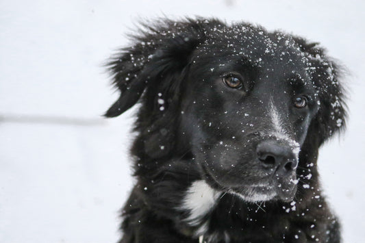 Pourquoi la peau de mon chien est-elle sèche et irritée en hiver ? 5 conseils pour la santé de la peau canine par temps froid