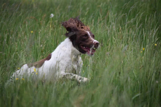 Bien jauger les besoins en activité physique de votre chien