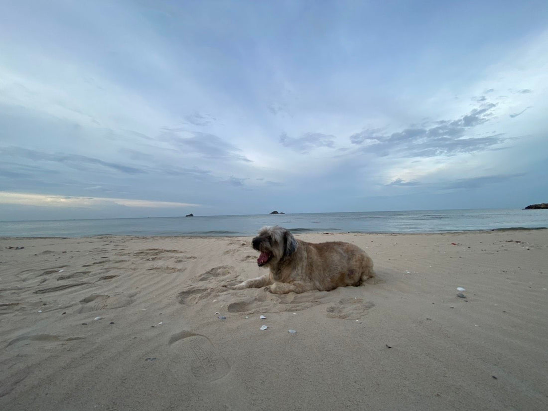 Pourquoi les chiens vieillissants sont merveilleux - 5 raisons d'adopter un chien âgé