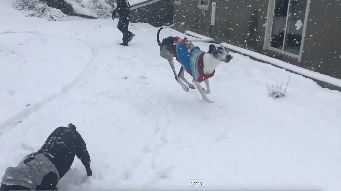 Trop froid pour les promenades ? 5 façons de faire faire de l'exercice à votre chien en hiver